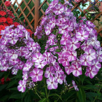 Флокс метельчатый Frickle Purple Shades
