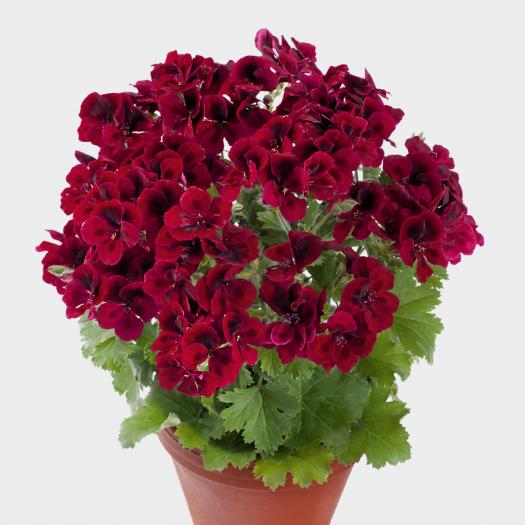 №47 Пеларгония королевская Pac Candy Flowers Dark Red