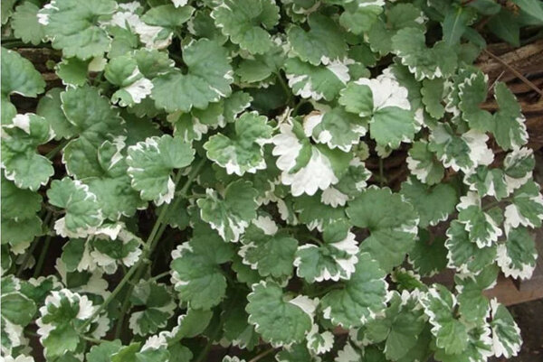 Будра плющелистная Glechoma Variegata