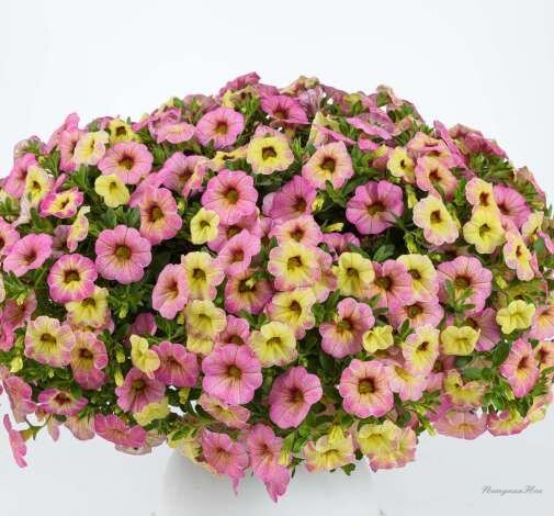 №68 Калибрахоа Ombre Pink    