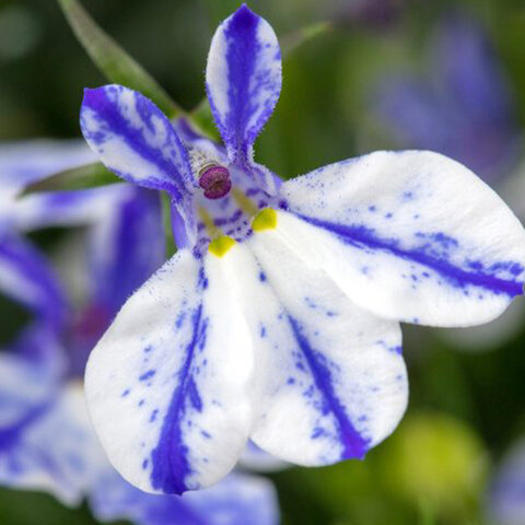 №6 Лобелия Rift Blue