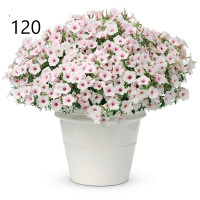 №120 Петуния Vista Silverberry