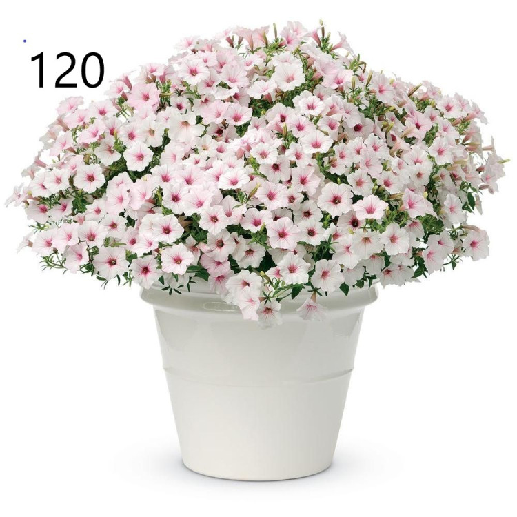 №120 Петуния Vista Silverberry