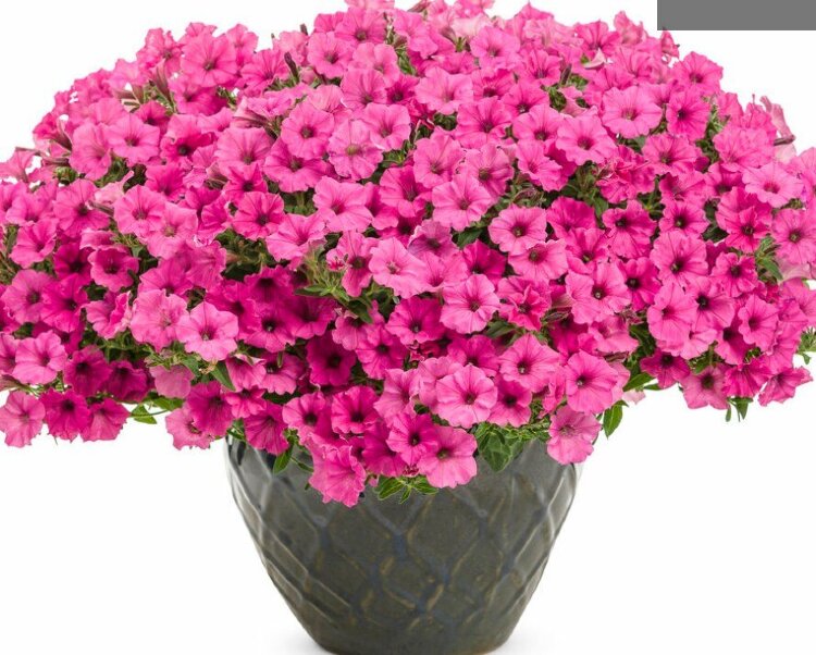 №86 Петуния  Mini Vista Hot Pink
