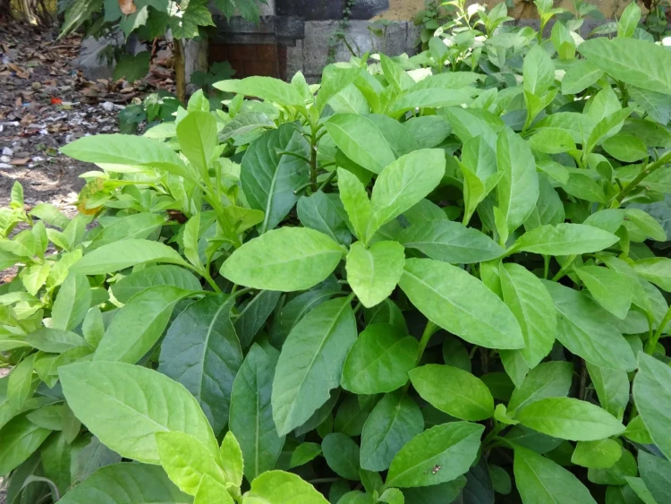 Джинура ( Gynura Procumbens)