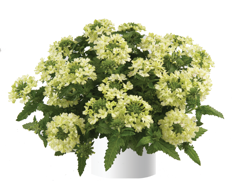 №33 ВЕРБЕНА VANESSA COMPACT LIME