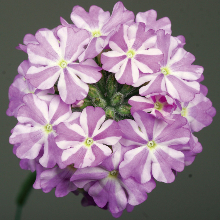 №40 Вербена Lanai Lavender Star 