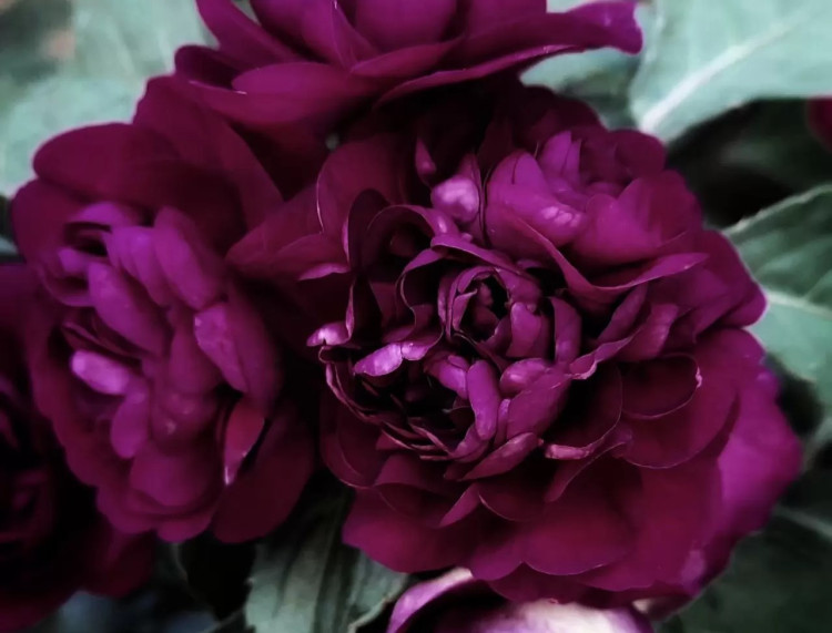 №29 Бальзамин махровый Carousel Dark Violet