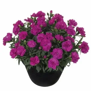 №29 Гвоздика  Sunflor Fugi