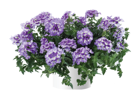 №37 Vanessa Bicolor Indigo