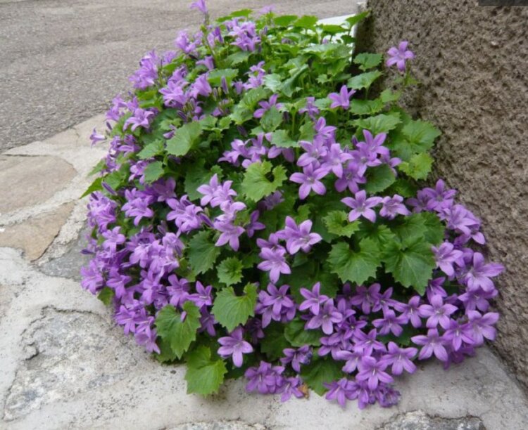 Колокольчик Campanula portenschlagiana (№1)