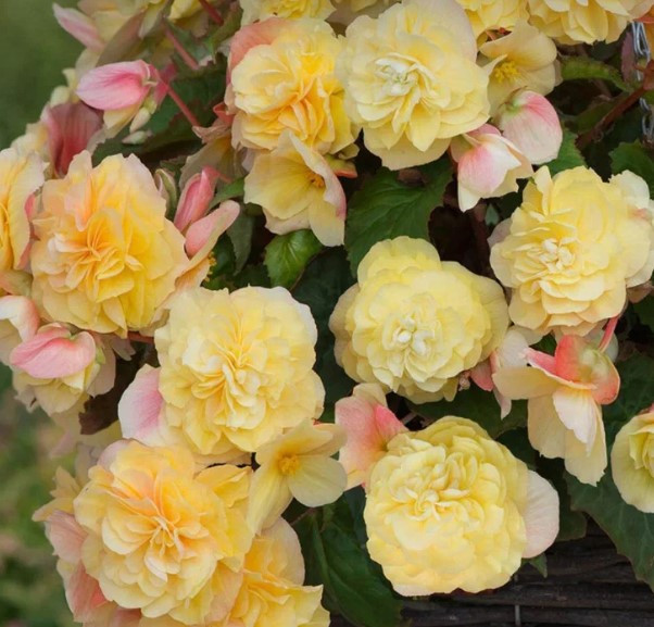 №5 Бегония  Sweetspice Yellow