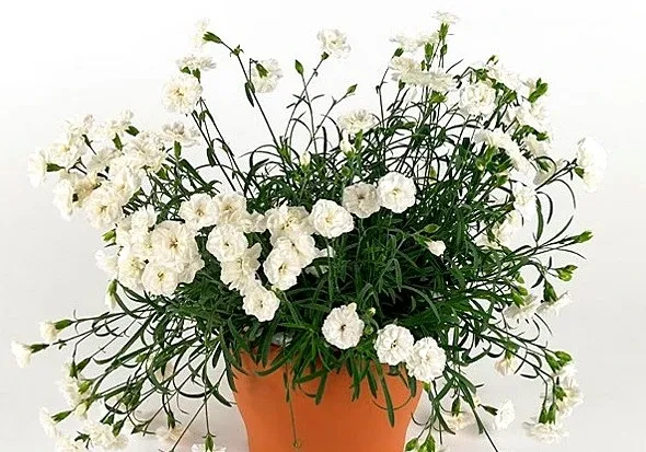 №21 Гвоздика White ампельная 