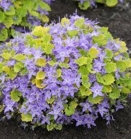 Колокольчик Campanula Dickson's Gold (№2)