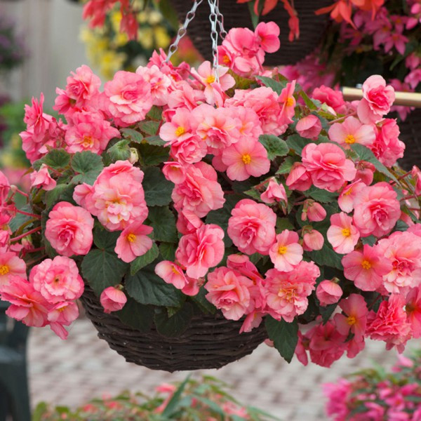 №8 Бегония Sweetspice English Rose