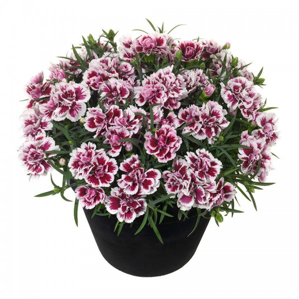 №22 Гвоздика Sunflor Red Esta 