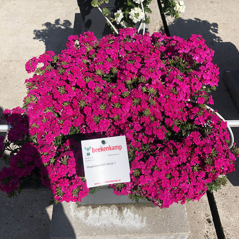 №13 Verbena Magelana Hot  Rose 