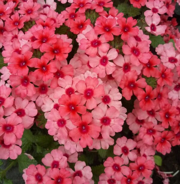 №14 Verbena Lascar Mango Orange 