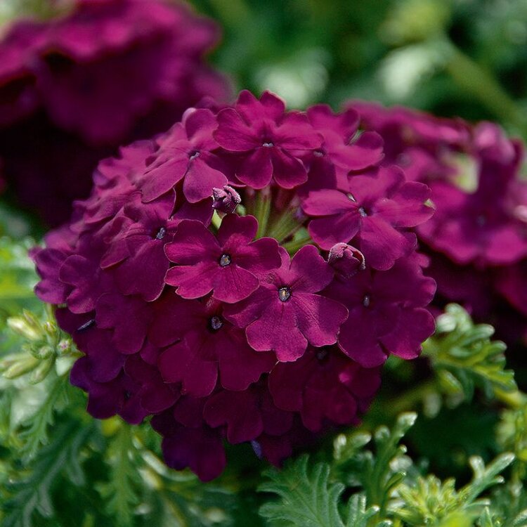 №16 Verbena VEPITA Dark Magenta 