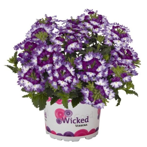 №21 Verbena Wicked Great Grape  