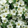 №66 Петуния Surfinia Table White