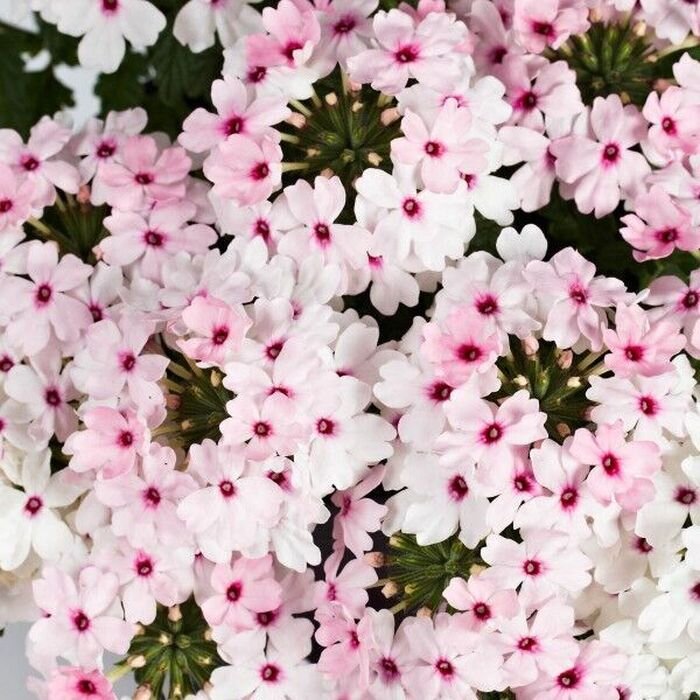 №23 Verbena Vectura Soft Pink Eye
