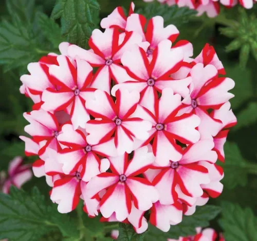 №24  Verbena Lanai Candy Cane 