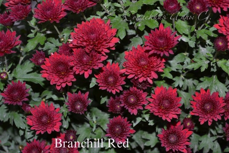 №5 Хризантема мультифлора Branchill Red