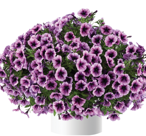 №49 Петуния Сascadias Purple Ice