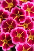 №36  Калибрахоа caliloco Starfire Rose