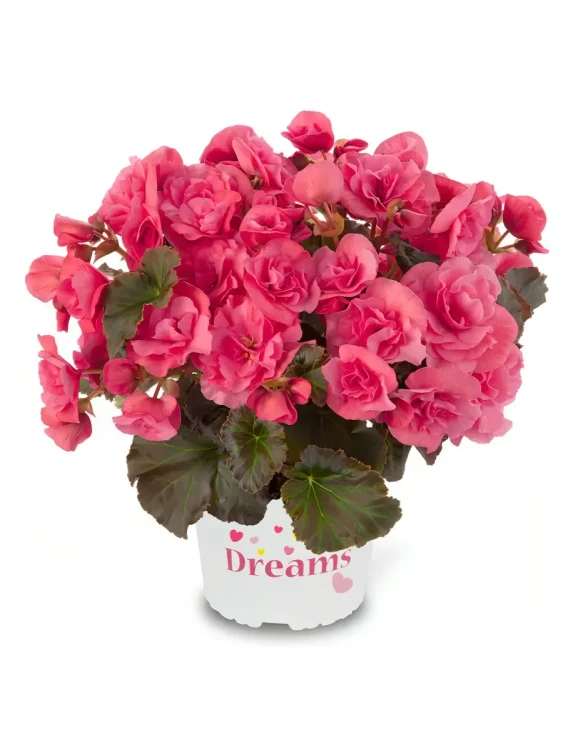 №23 Бегония Solenia Light Pink