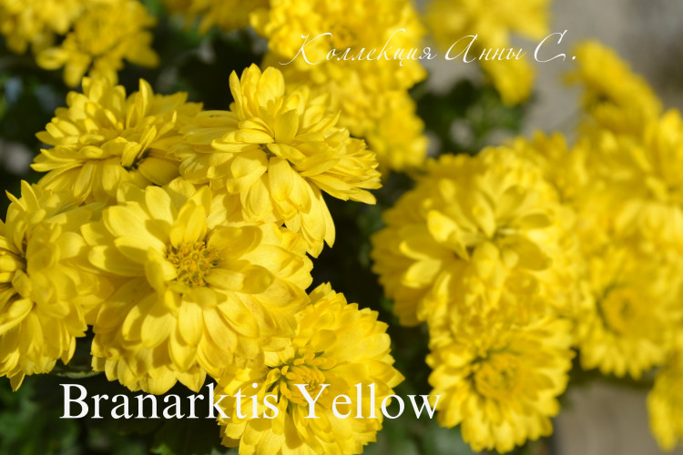 №8 Хризантема мультифлора Branarktis Yellow