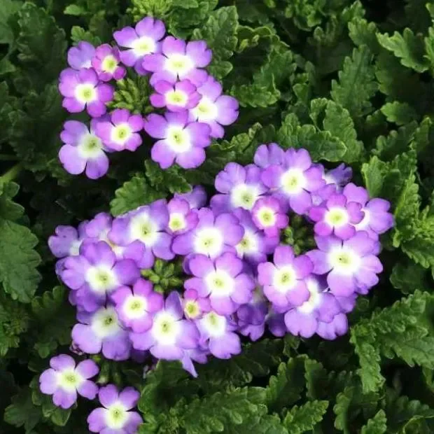 №34 Verbena Empress Sun Lavender Charme 