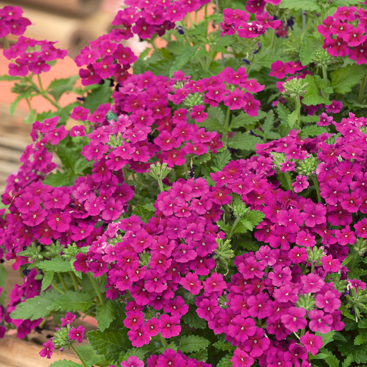 №35 Вербена Estrella Dark Purple 