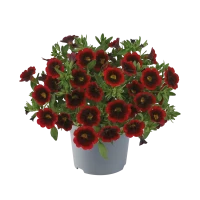 №89 Калибрахоа Cabaret Special Red Velvet