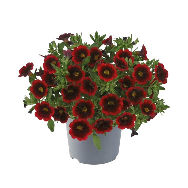 №89 Калибрахоа Cabaret Special Red Velvet