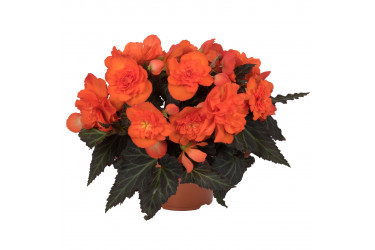 №28 Бегония Portofino Orange