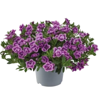 №90 Калибрахоа Cabaret Special Double Purple Bicolour