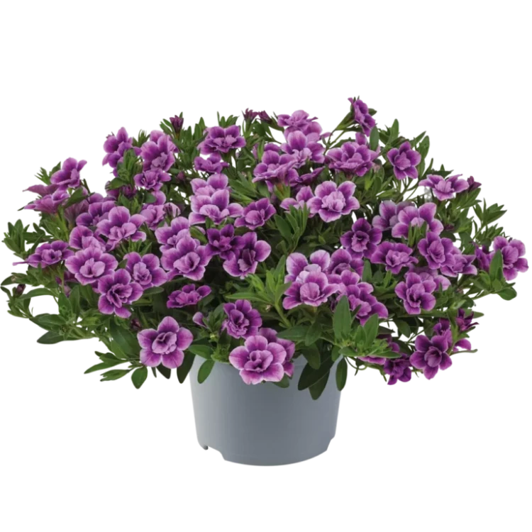 №90 Калибрахоа Cabaret Special Double Purple Bicolour
