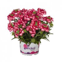 №39 Вербена Wicked Pink Pepper