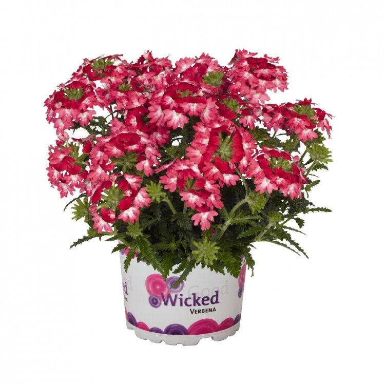 №39 Вербена Wicked Pink Pepper