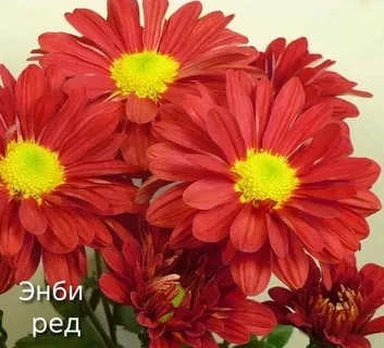 Хризантнма корейская Энби веддинг ред