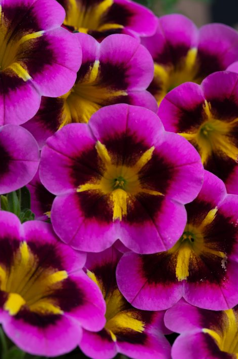 К102 Калибрахоа Caliloco Starfire Fuchsia