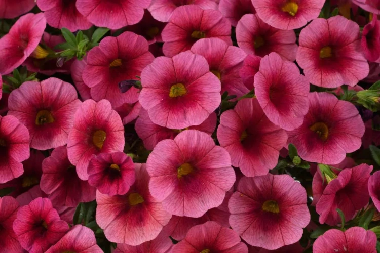 №11 Калибрахоа Colibri Malibu Pink