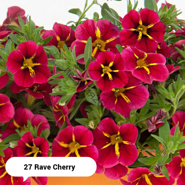 №27.1 Калибрахоа Rave Cherry 