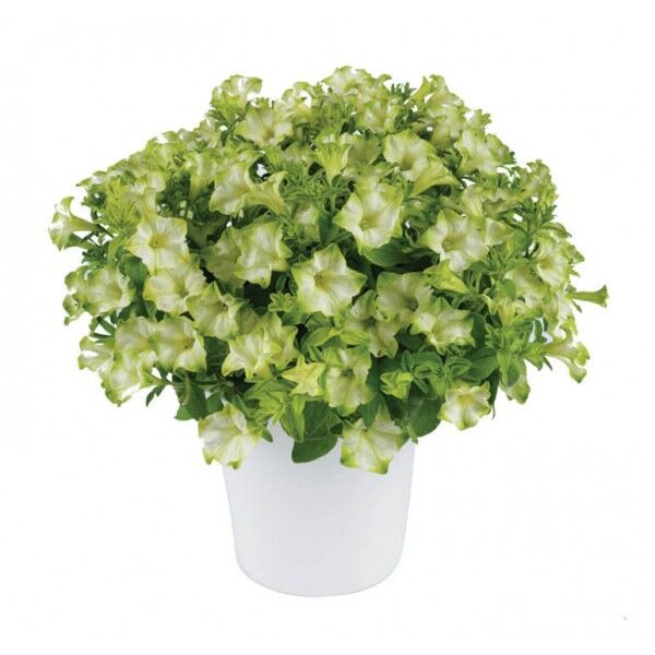 №25 Петуния Ray Pistachio Cream