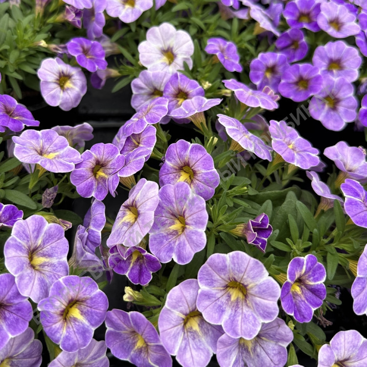 №18 Калибрахоа Calipetite Blue Splach