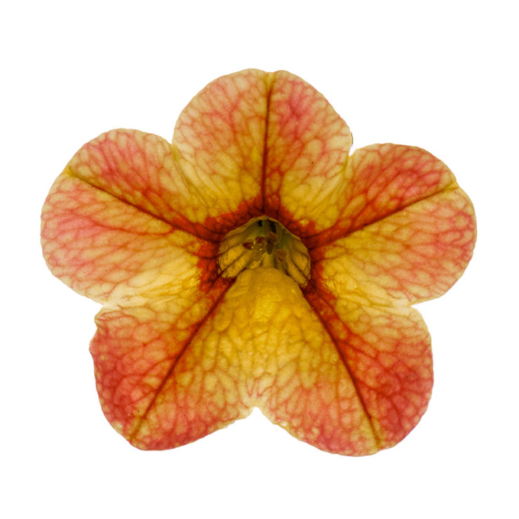 №19 Калибрахоа Calipetite Apricot Dream 