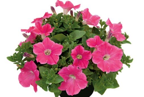 №35 Петуния Veranda Hot Pink