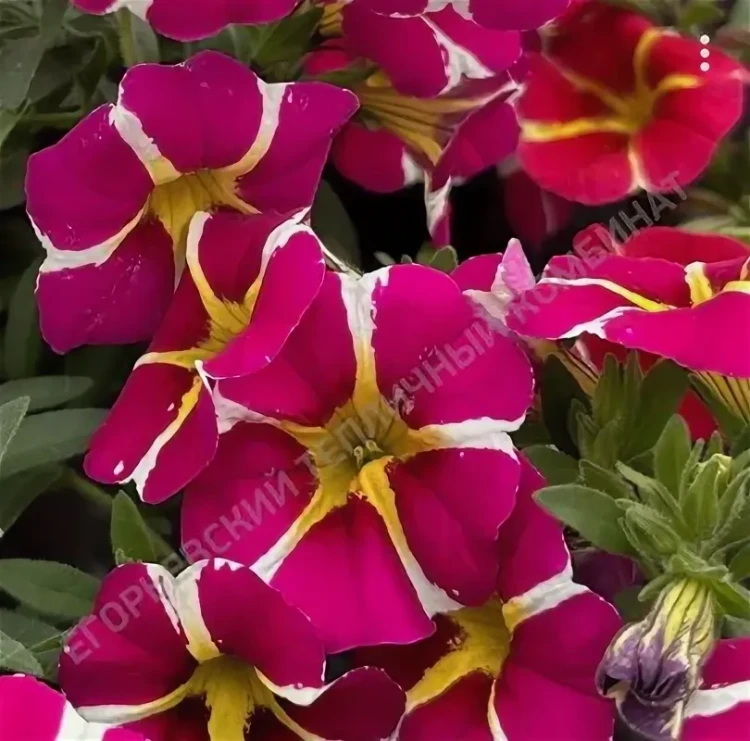 №22 Калибрахоа Rave Pink Madgenta Island